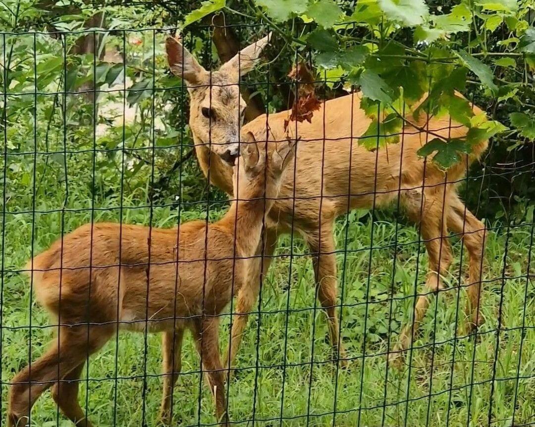 Fiesa Portorož